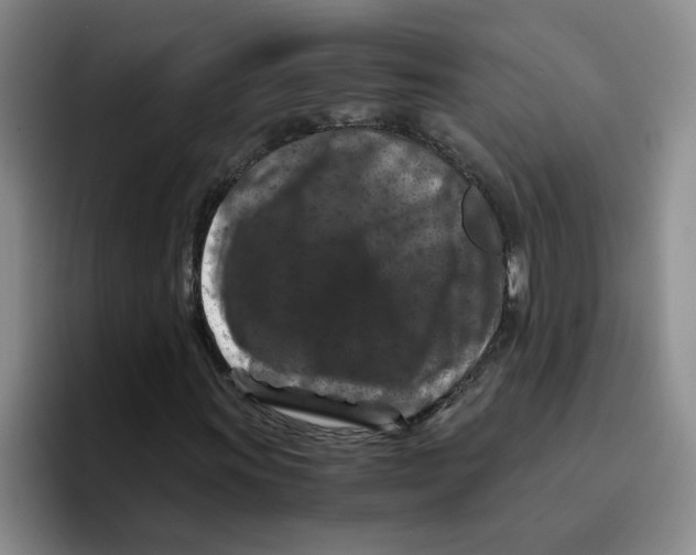 X0000096161011200802151410