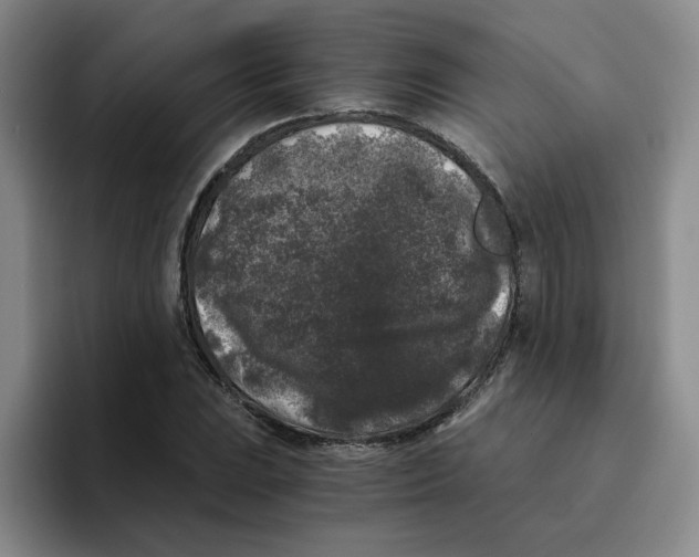 X0000096161023200802151410