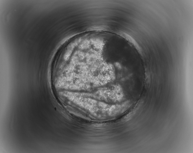 X0000096161035200802151411