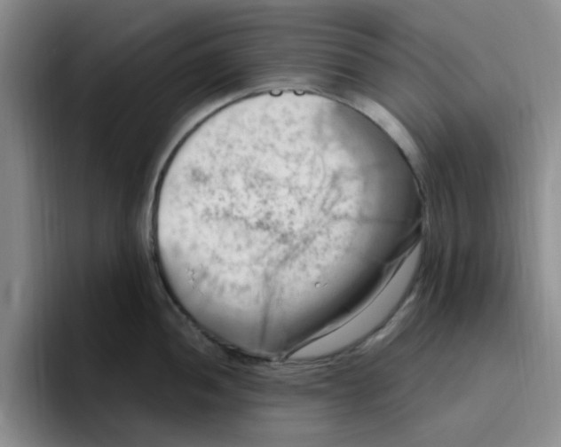 X0000096161052200802151411