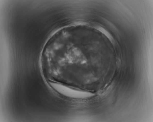 X0000096161055200802151411