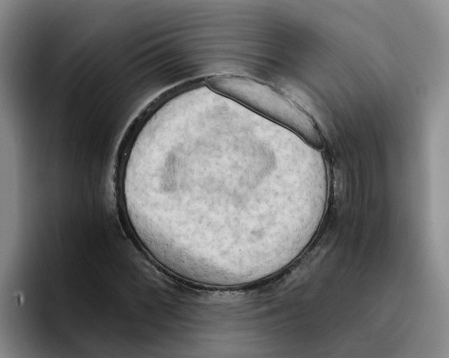 X0000096161068200802151410