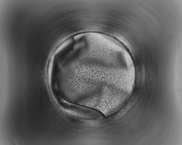 X0000096161088200802151410