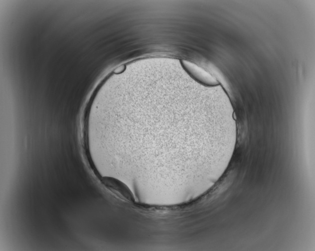 X0000096161099200802151410