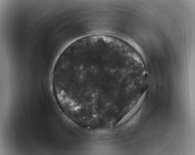 X0000096161102200802151410