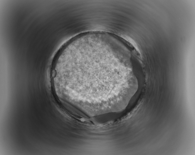 X0000096161120200802151409