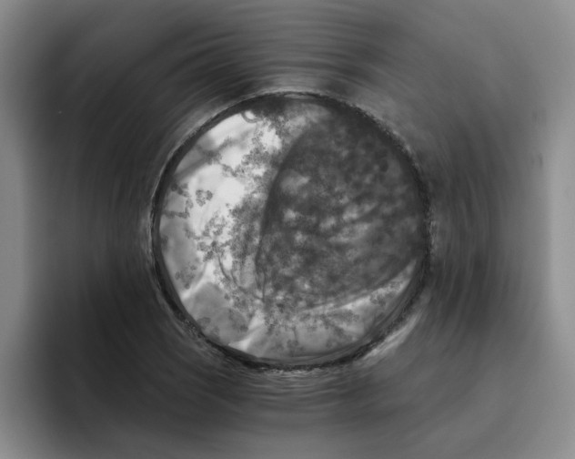 X0000096161121200802151409