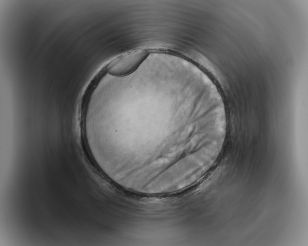 X0000096161124200802151409