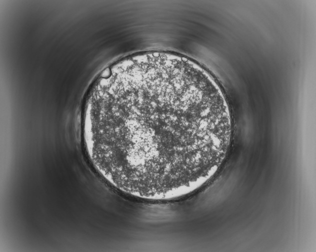 X0000096161126200802151409