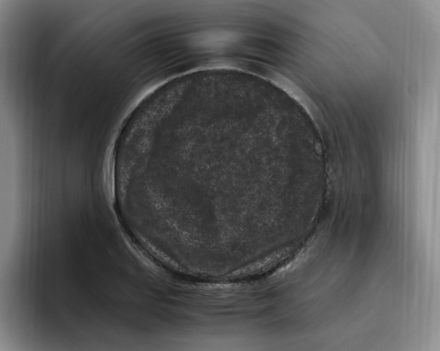 X0000096161127200802151409