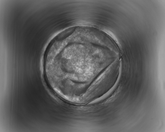 X0000096161128200802151409