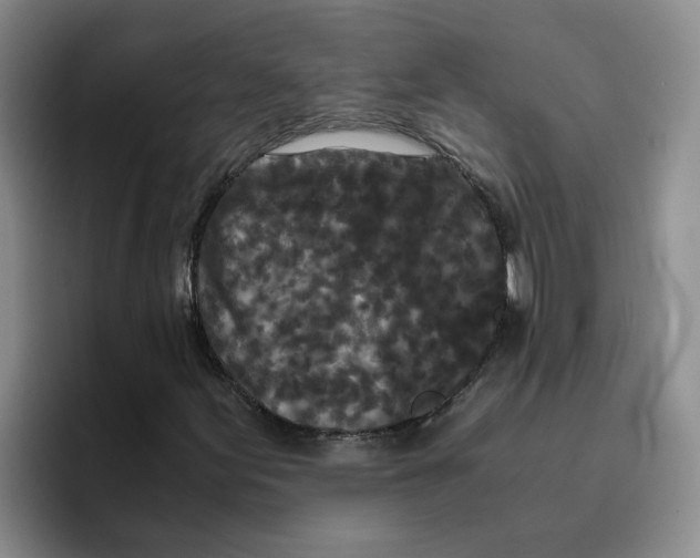 X0000096161155200802151409