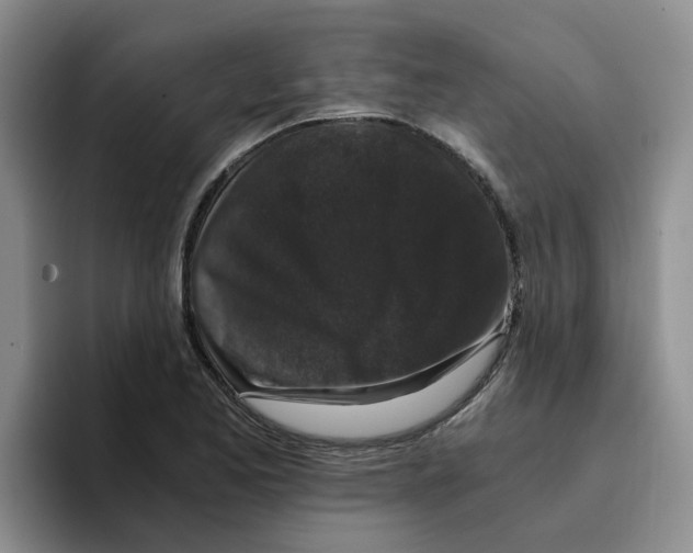 X0000096161173200802151409