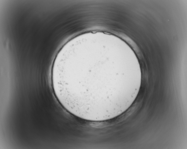 X0000096161199200802151408