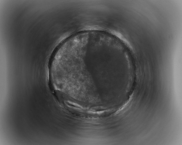 X0000096161221200802151408