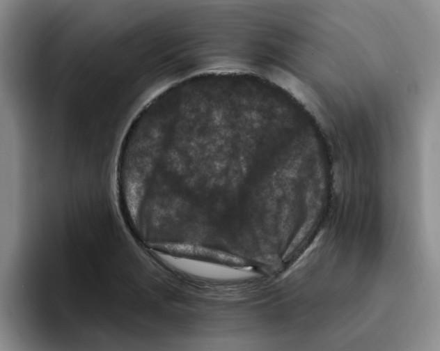 X0000096161229200802151408