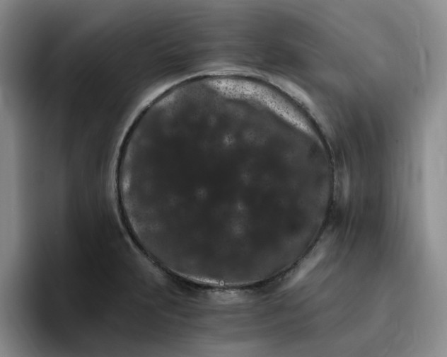 X0000096161231200802151408