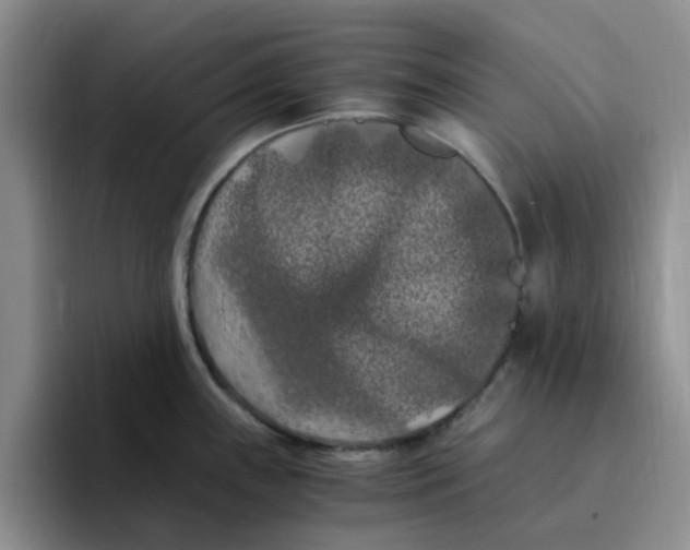 X0000096161243200802151408