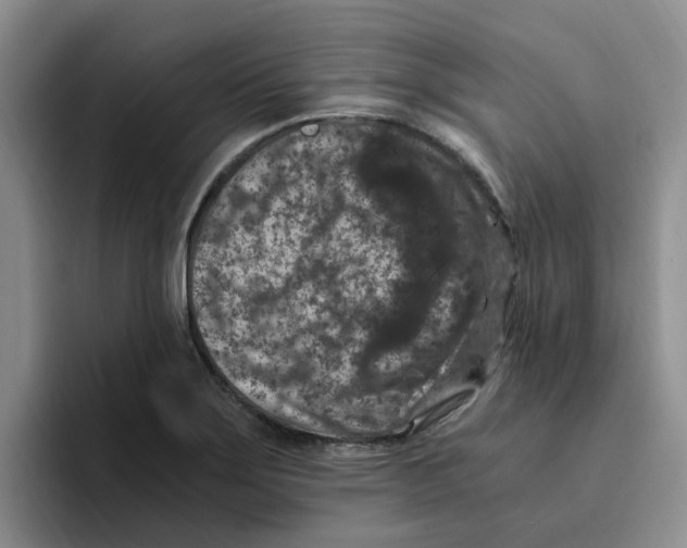 X0000096161275200802151407