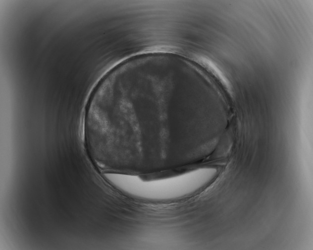 X0000096161276200802151407