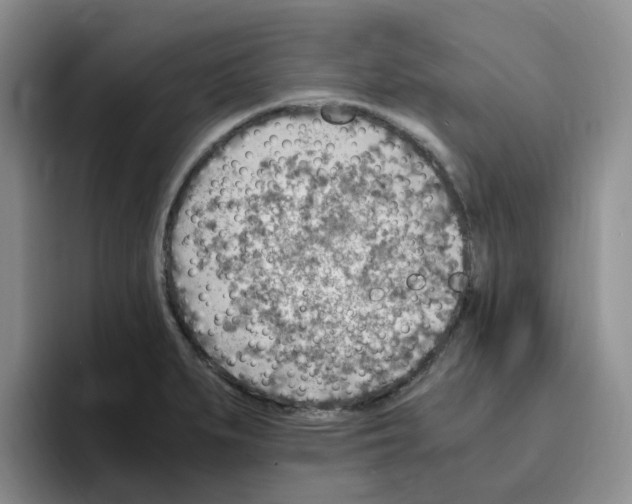 X0000096161279200802151407