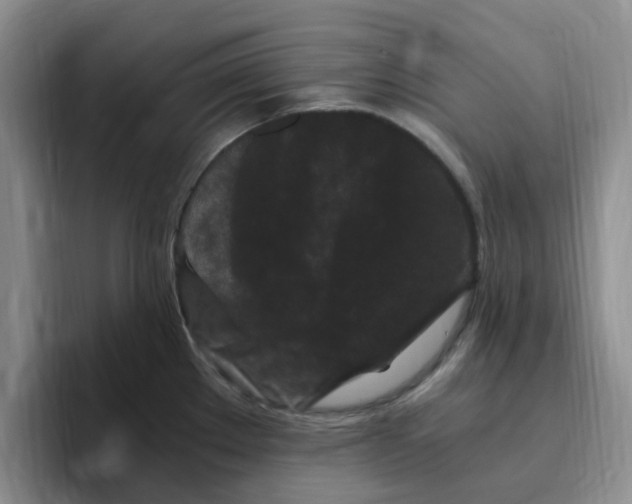 X0000096161289200802151407