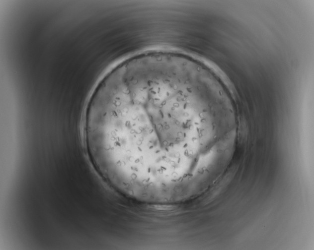 X0000096161295200802151407