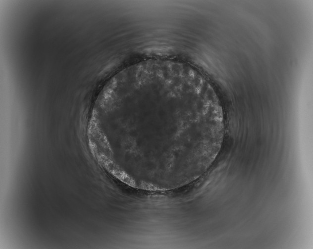 X0000096161297200802151406