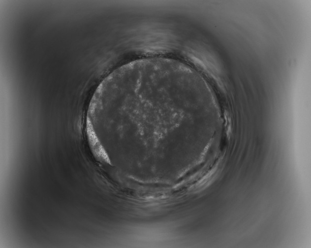 X0000096161300200802151406