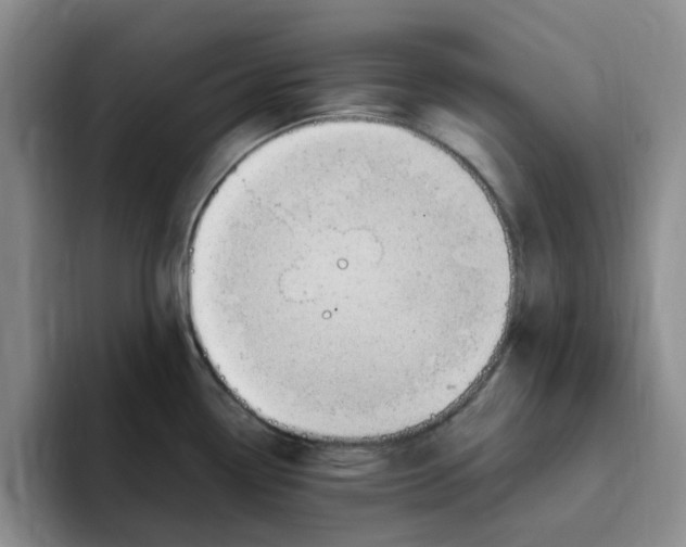 X0000096161338200802151407