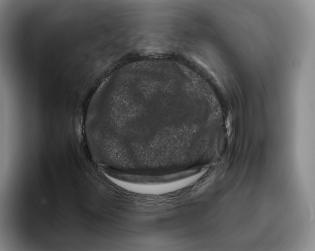 X0000096161348200802151406