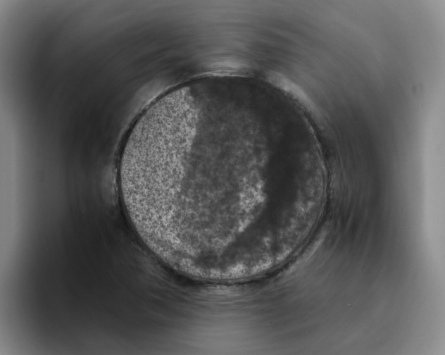 X0000096161362200802151406