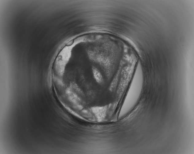 X0000096161371200802151406