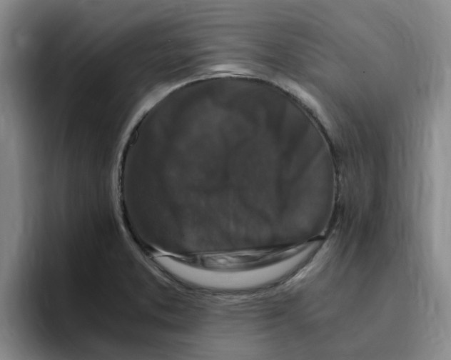 X0000096161373200802151406