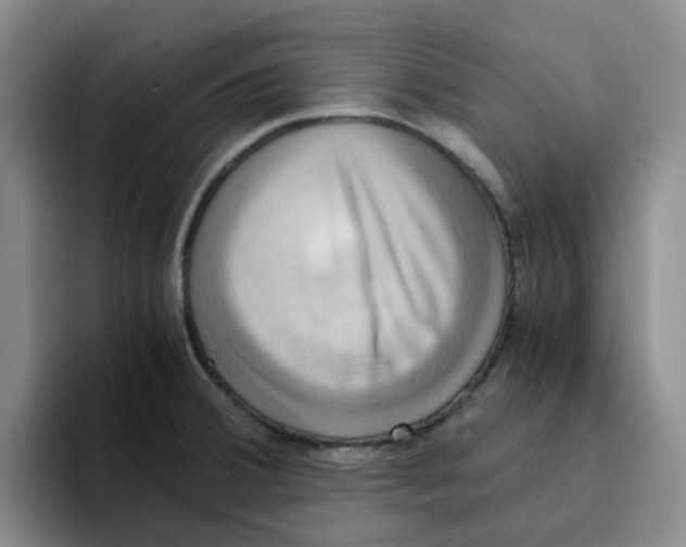 X0000096161380200802151406