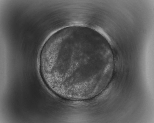 X0000096161383200802151406