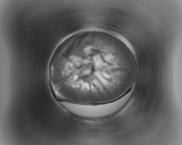 X0000096161388200802151406