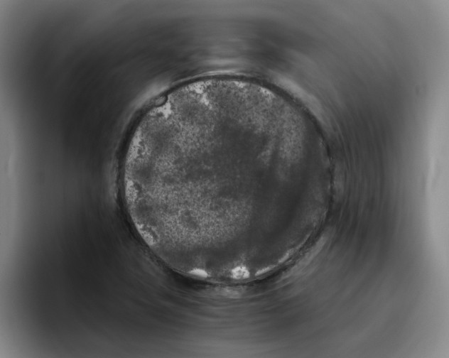 X0000096161411200802151405