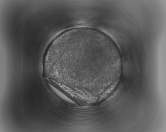 X0000096161415200802151405