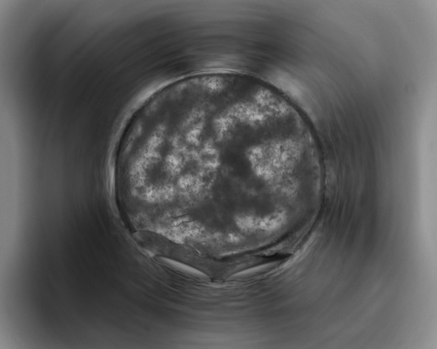 X0000096161419200802151405