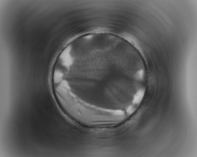 X0000096161429200802151405