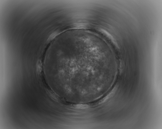 X0000096161449200802151405