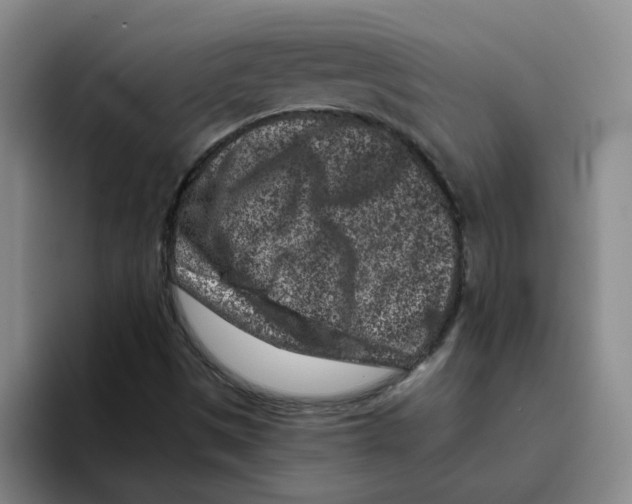 X0000096161497200802151404