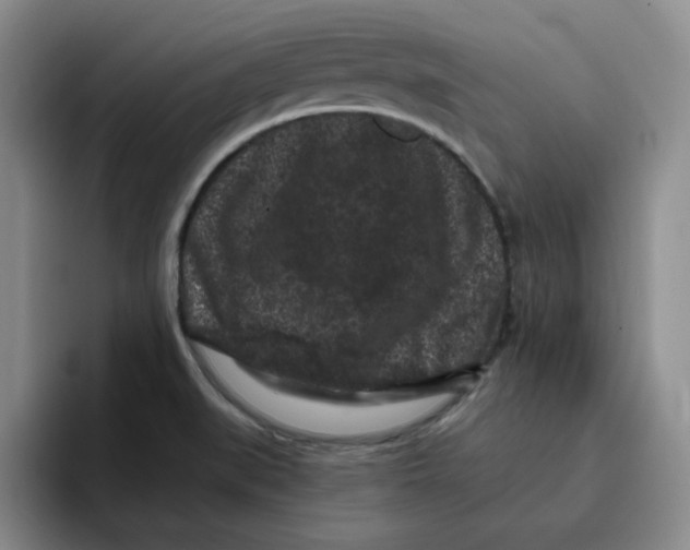 X0000096161519200802151404