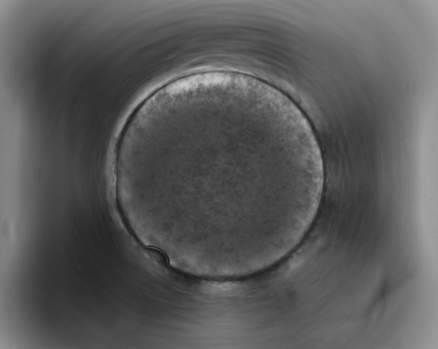 X0000096161522200802151404