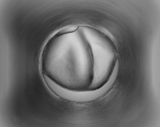 X0000096161528200802151404