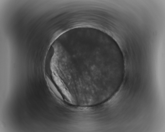 X0000096161529200802151404