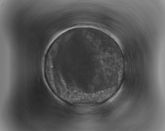 X0000096161533200802151404