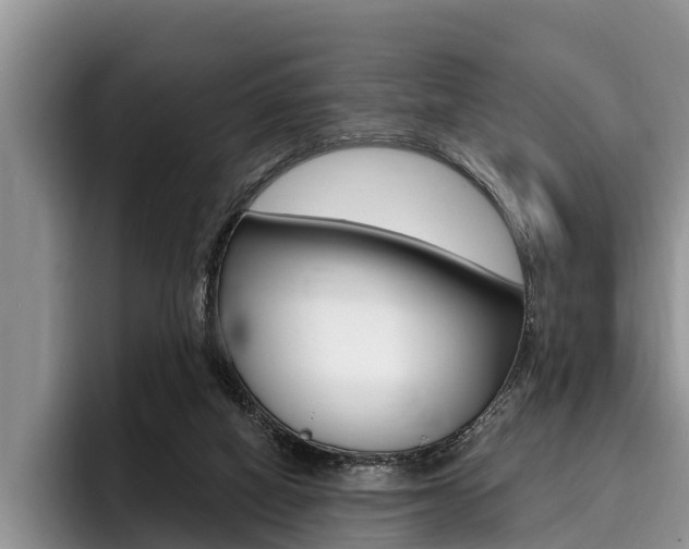X0000096170066200801180838