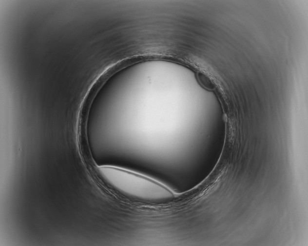 X0000096170580200801180832